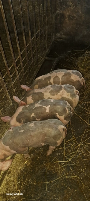 Scrofiță și vieruț pt.reproducție - imagine 3