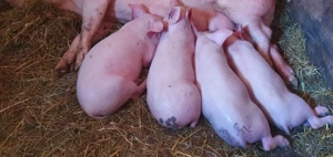 vand purcei - imagine 2