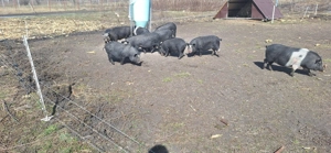 Purcei, godani de vanzare - imagine 3