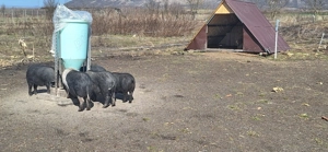 Purcei, godani de vanzare - imagine 4