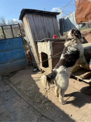 ciobanesc de Bucovina  - imagine 2