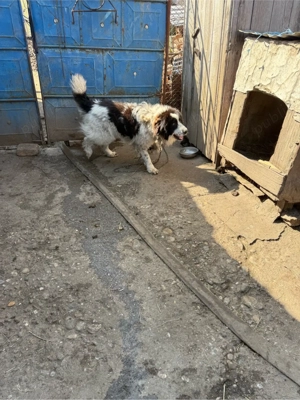 ciobanesc de Bucovina  - imagine 5