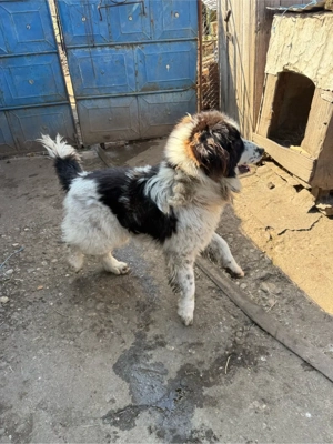 ciobanesc de Bucovina  - imagine 4