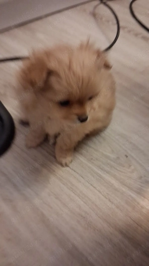 de vanzare pui pomerian - imagine 4