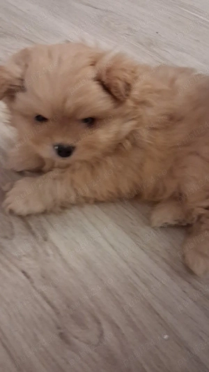 de vanzare pui pomerian - imagine 5