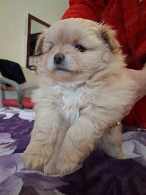 de vanzare pui pomerian - imagine 2