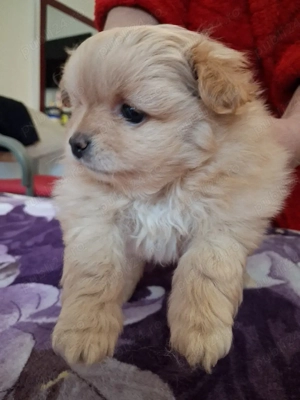 de vanzare pui pomerian - imagine 3