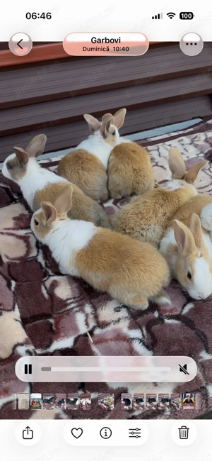 iepuri hycole francez - imagine 4