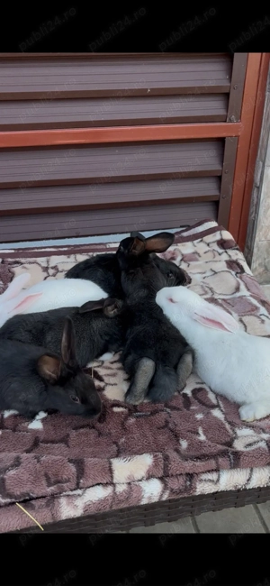 iepuri hycole francez - imagine 5