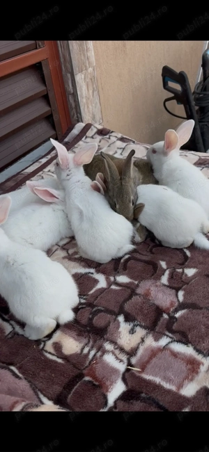 iepuri hycole francez - imagine 3