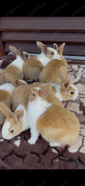 iepuri hycole francez - imagine 2