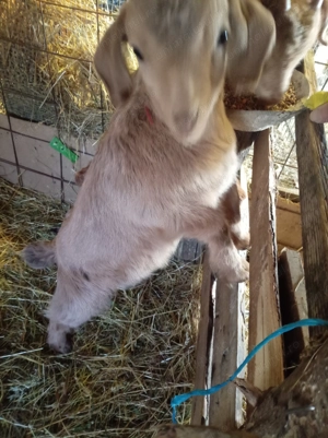 Vând ieduțe capre  - imagine 3