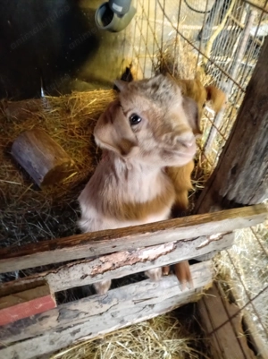 Vând ieduțe capre  - imagine 2