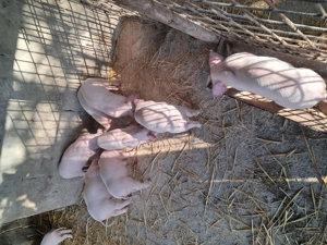 Purcei landrace de vinzare.