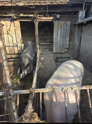 Vând porci  - imagine 3