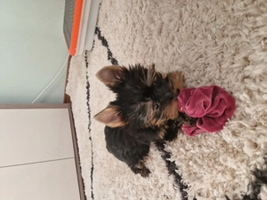 Vand Yorkshire terrier 10 saptamani