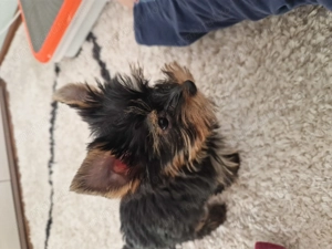 Vand Yorkshire terrier 10 saptamani - imagine 2