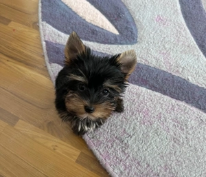 Vand Yorkshire terrier 10 saptamani - imagine 3