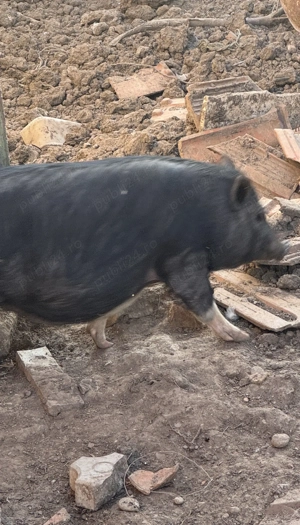 Vand porci vietnamezi 5 luni