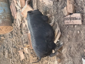 Vand porci vietnamezi 5 luni - imagine 2