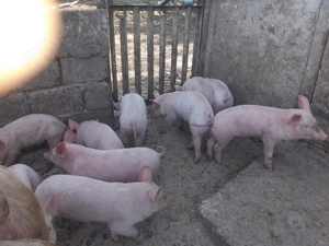 Vand purcei Marele Alb cu Pietran