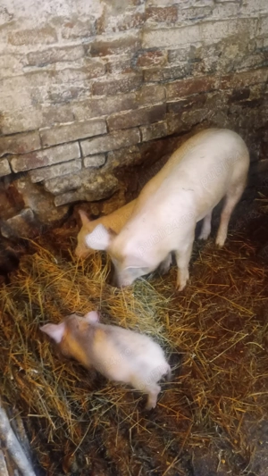 Ce se vede în poze de vânzare 50 -60 kg +2 purcei la pachet 1500 Lei  - imagine 2