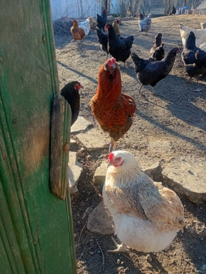 Oua Araucana si Brahma pentru incubator