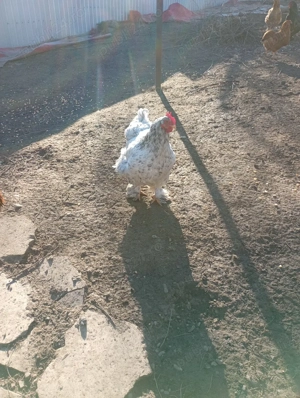 Oua Araucana si Brahma pentru incubator - imagine 2