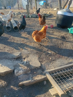 Oua Araucana si Brahma pentru incubator - imagine 4