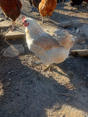 Oua Araucana si Brahma pentru incubator - imagine 3