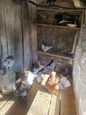 Vând Porumbei de ornament  - imagine 3