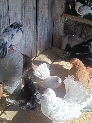 Vând Porumbei de ornament  - imagine 2