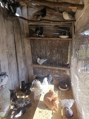 Vând Porumbei de ornament  - imagine 4