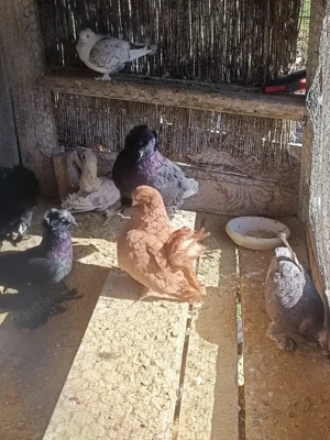 Vând Porumbei de ornament  - imagine 5