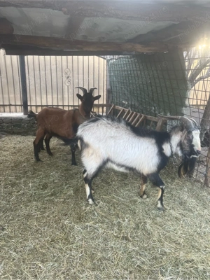 De vanzare doi tapi - imagine 3