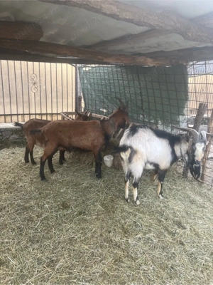 De vanzare doi tapi - imagine 2