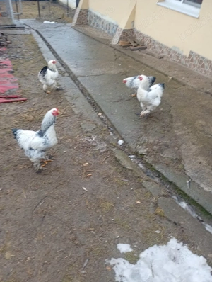 Cocosi Brahma - imagine 2