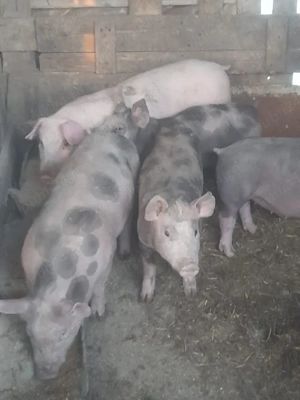 de vanzare soldani de calitate antre 30-35-40 kg la pret pe toti 420 de lei pe bucata - imagine 4