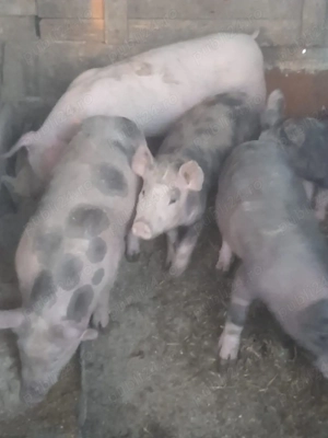 de vanzare soldani de calitate antre 30-35-40 kg la pret pe toti 420 de lei pe bucata - imagine 3