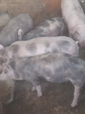 de vanzare soldani de calitate antre 30-35-40 kg la pret pe toti 420 de lei pe bucata - imagine 5