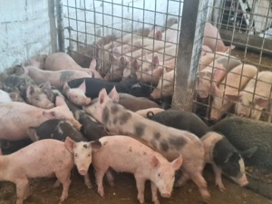 de vanzare soldani de calitate antre 30-35-40 kg la pret pe toti 420 de lei pe bucata - imagine 2