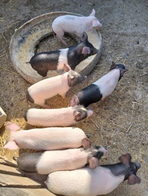 Purcei de vânzare  - imagine 2