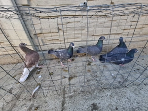 Vand porumbei voiajori  - imagine 5