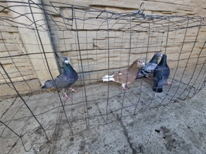 Vand porumbei voiajori 