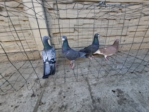 Vand porumbei voiajori  - imagine 3