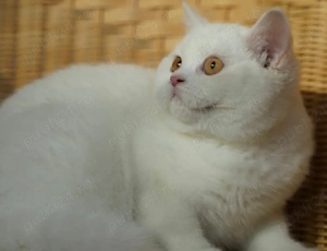 British Shorthair  White  - imagine 3