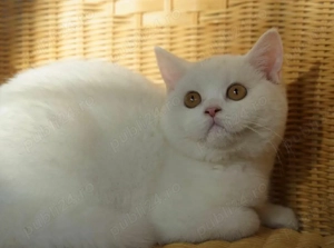 British Shorthair  White  - imagine 2