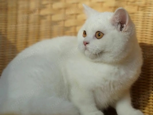 British Shorthair White  - imagine 5