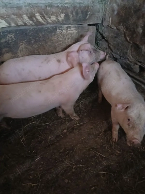 vind soldani - imagine 2