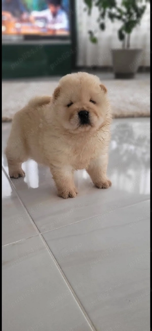 Chow chow   - imagine 3